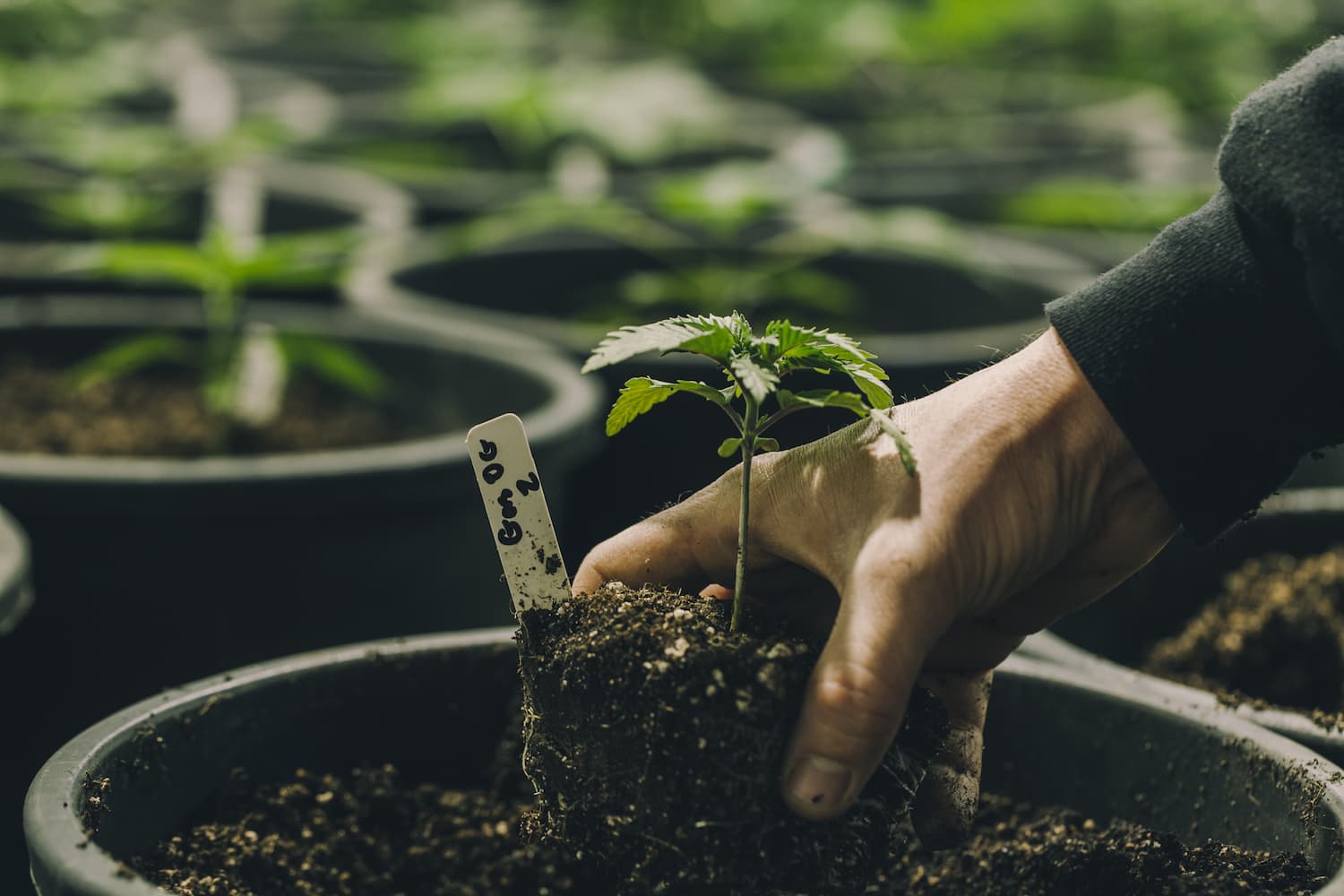What to Ask When You’re Researching Cannabis Lending Companies