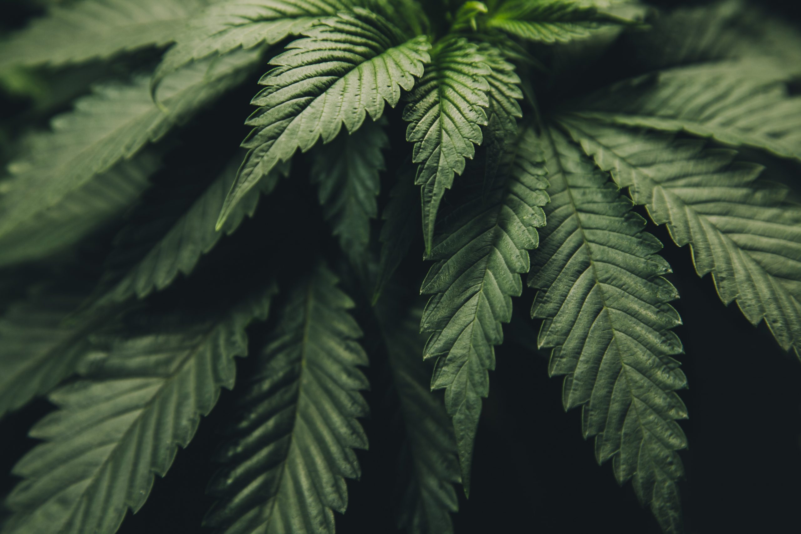 Where can operators receive reliable cannabis banking help