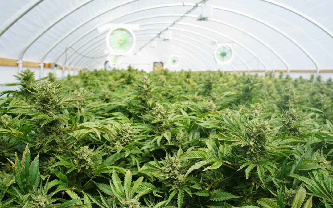 7 Essential Compliance Tips for Cannabis Cultivators