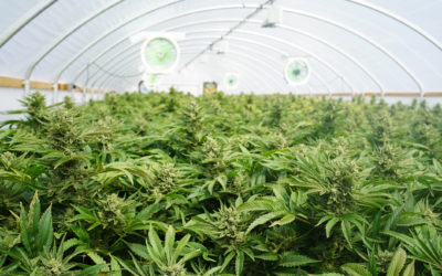 7 Key Compliance Tips for Cannabis Growers | 420-Friendly Banks