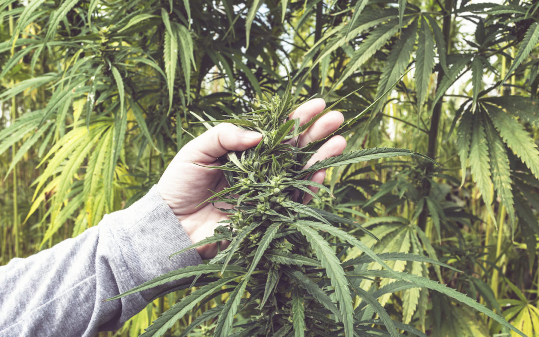 6 Ways Cannabis Growers Can Boost Their Yields